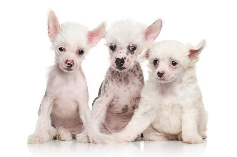 Chinese Crested Puppies