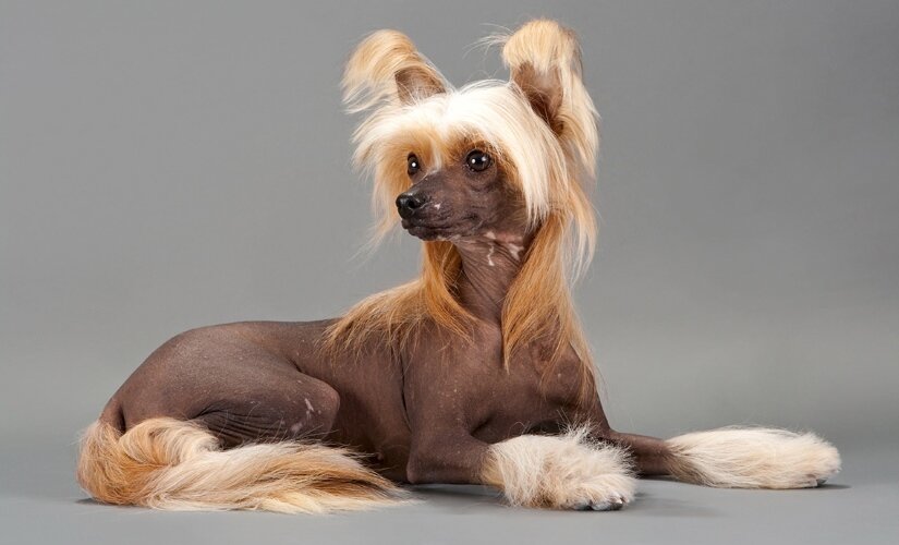 Chinese Crested Lie