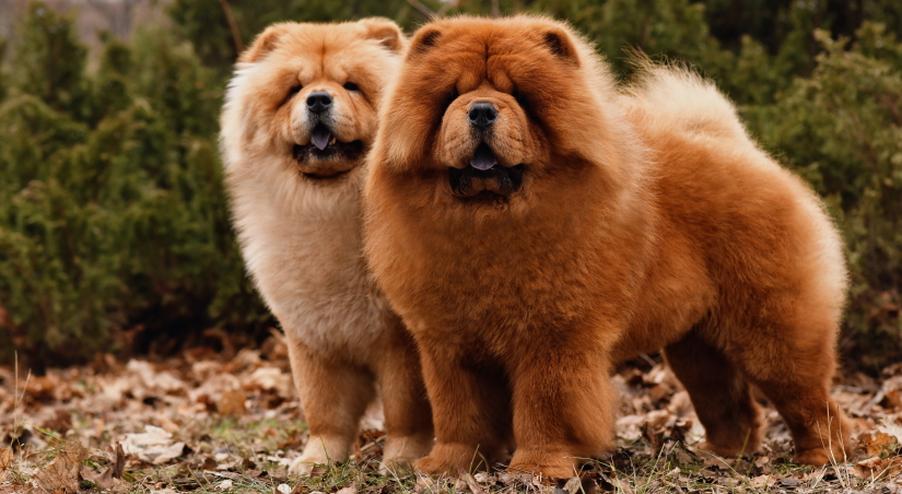 Dogs enjoying their walk in a park