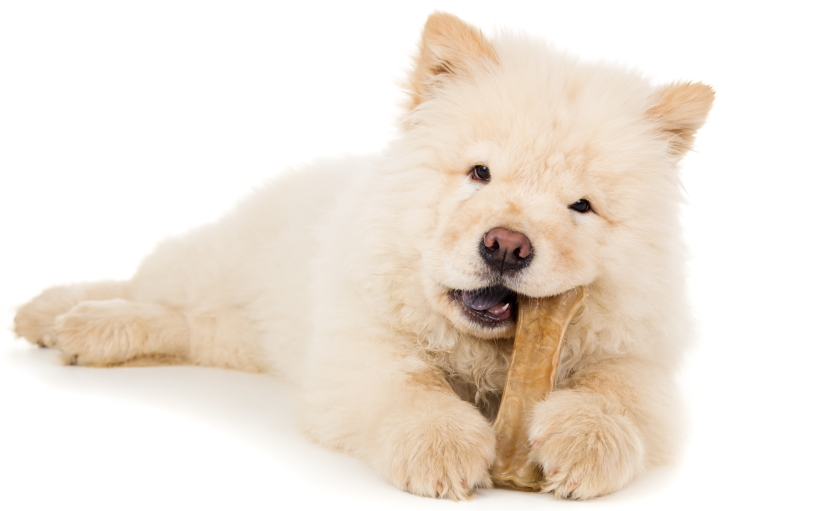 Puppy having a snack