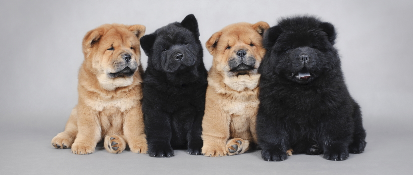 Black and brown puppies