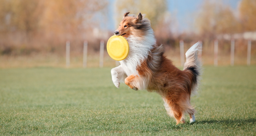 The Rough Collie catching a plastic disc