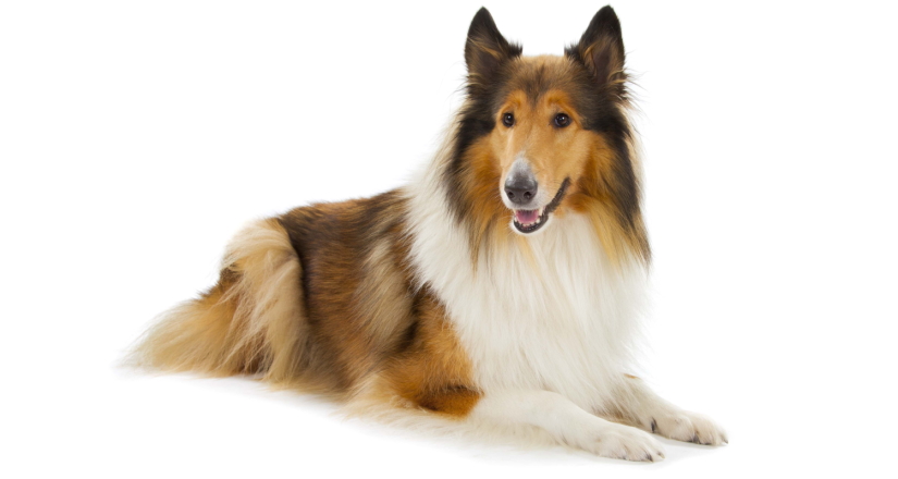 are shelties good apartment dogs