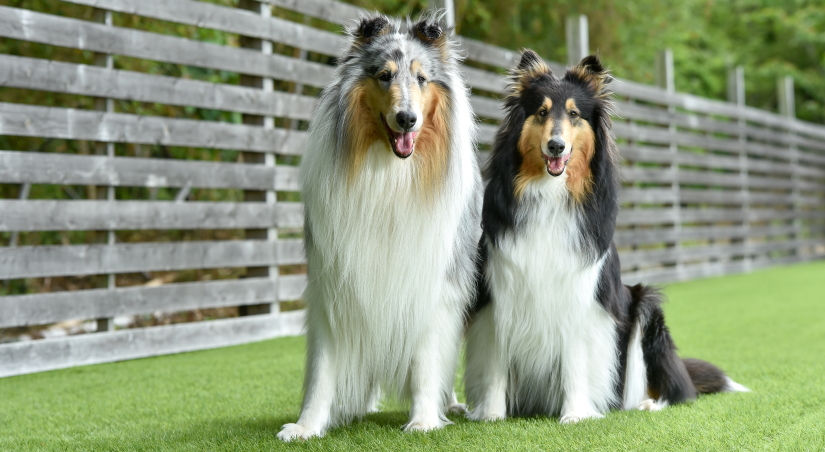 Cute puppies taking a break