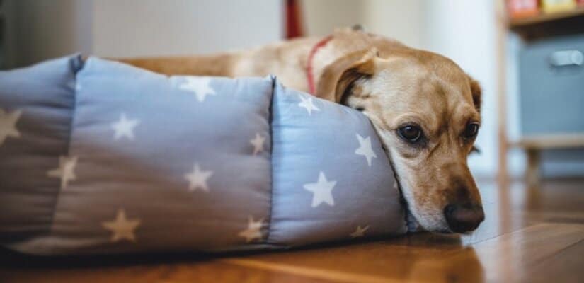 Dog on colored bed