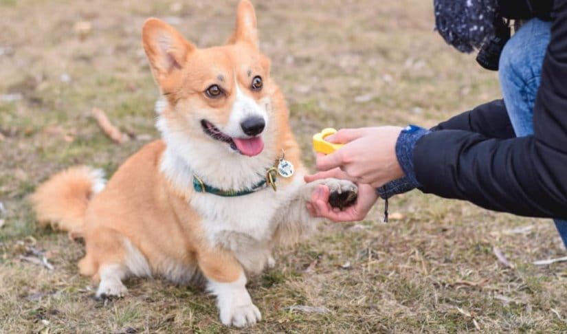 Corgi training with clicker