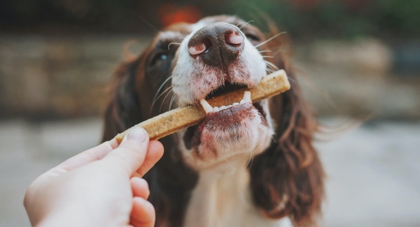 Dog chewing on a bone