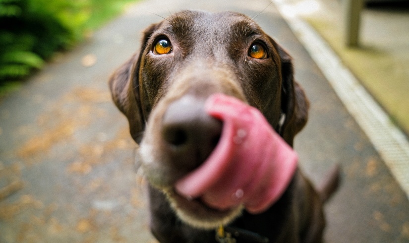 tongued dog