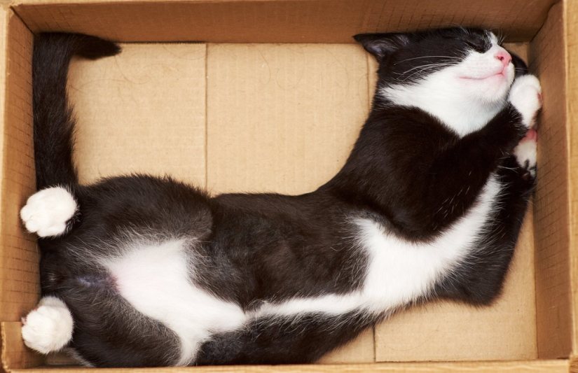 Kitten sleeping in a box