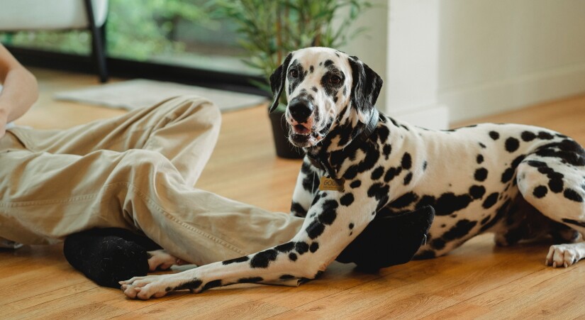 Dog in an apartment