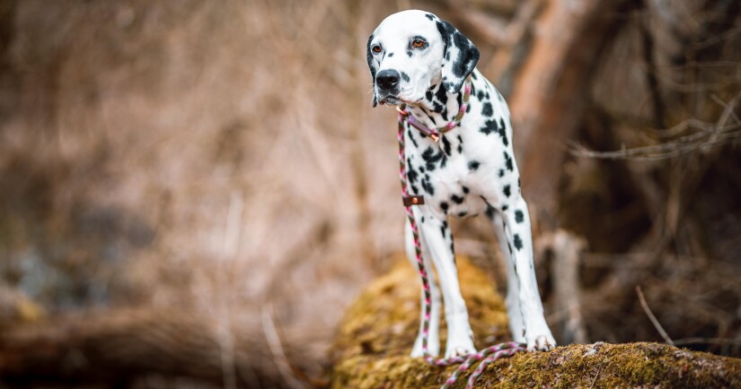 Curious dog