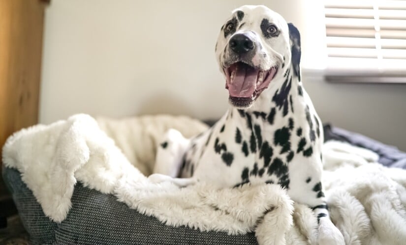 Happy dog in its bed