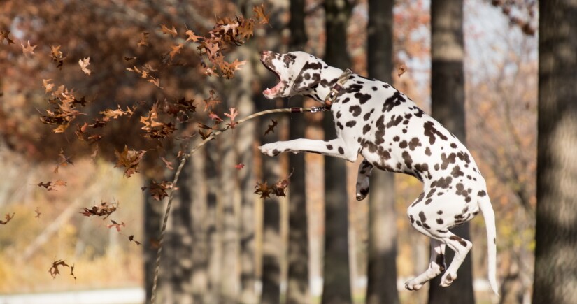Dog jumping for leaves