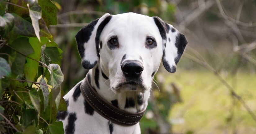 Doggy looking towards the owner