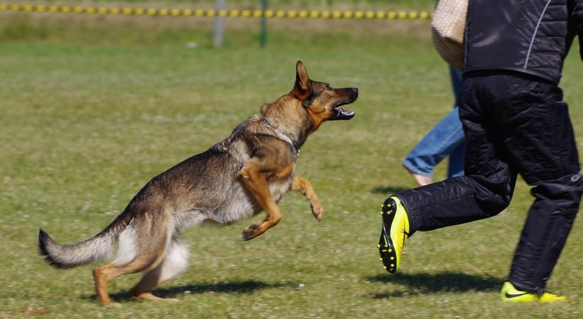 The dog is trained to protect itself from thieves