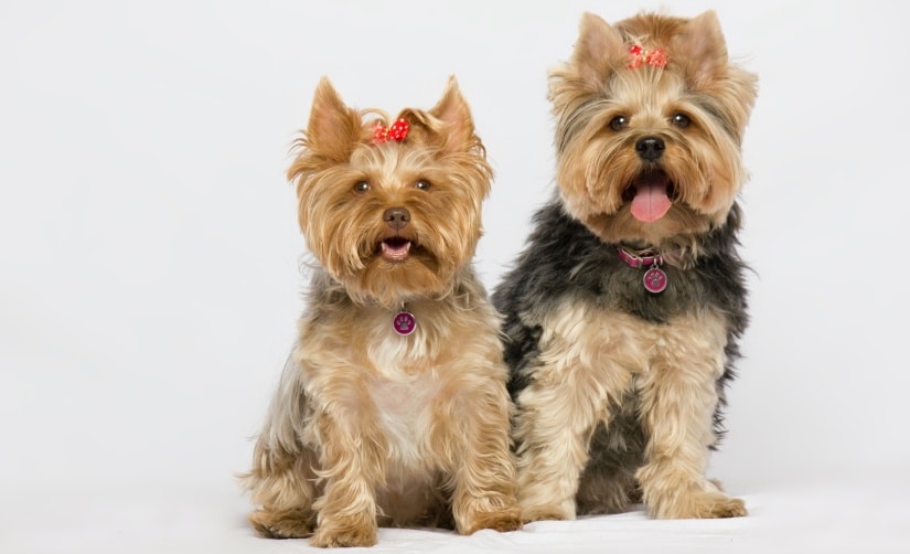 Two yorkshire terrier pups