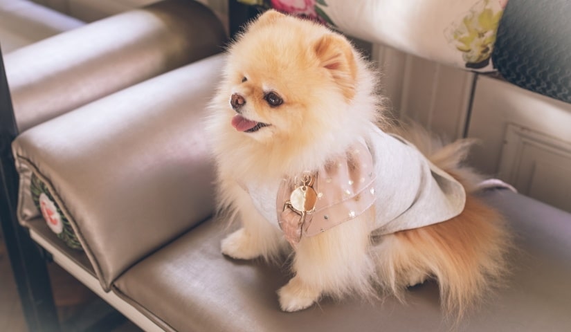 Cute Pomeranian in a dress