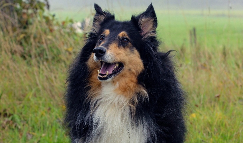 Fluffy Scottish Collie