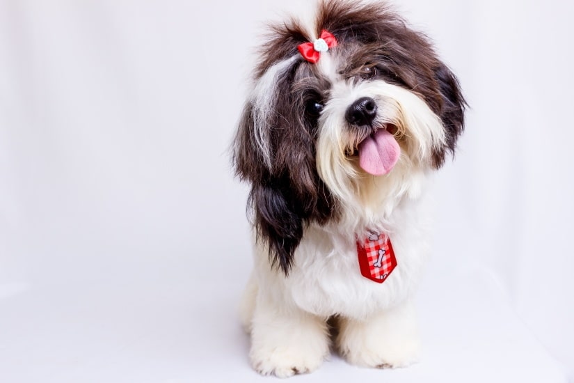 Curious Shih Tzu pup