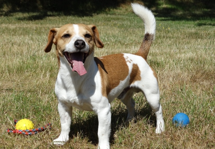 Happy dog playing outside