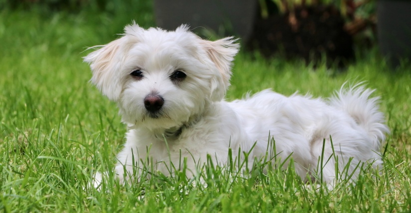 White dog in a grass