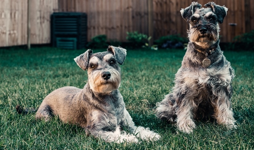 Two adorable puppies