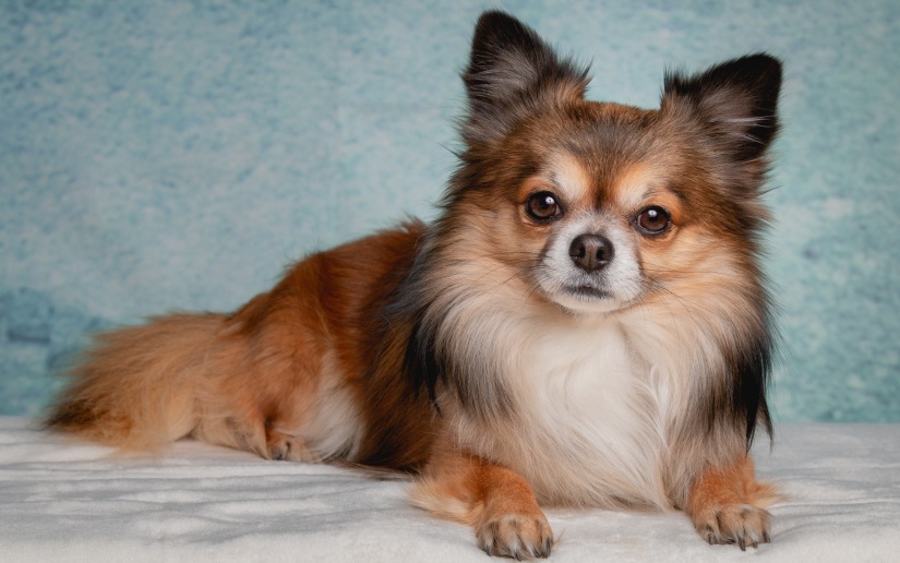 Long haired Chihuahua on a bed