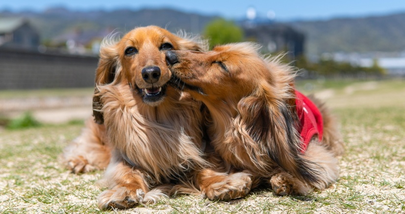 Two dachshunds on a walk