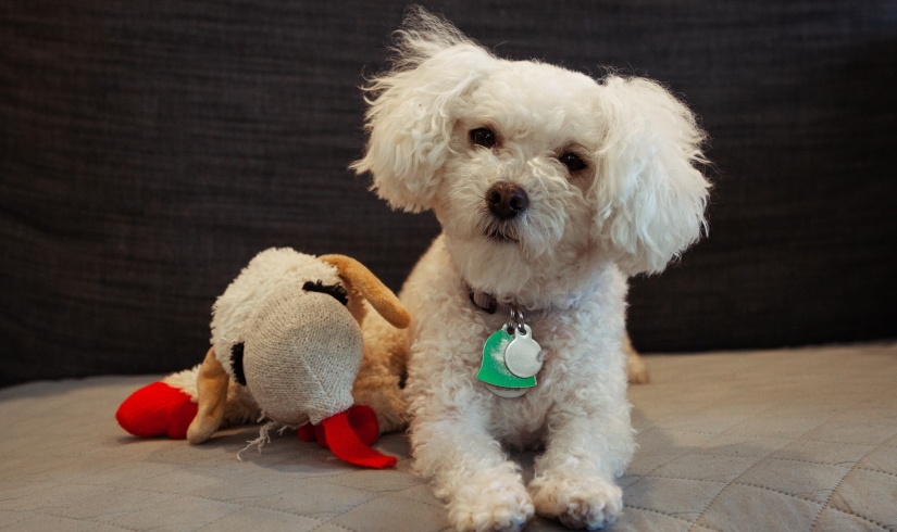 Toy Poodle with his toy