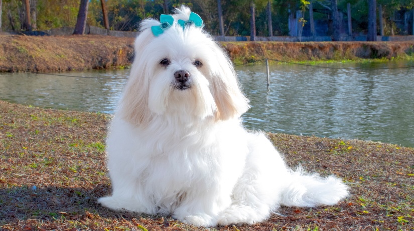 White Lhasa Apso near a lake