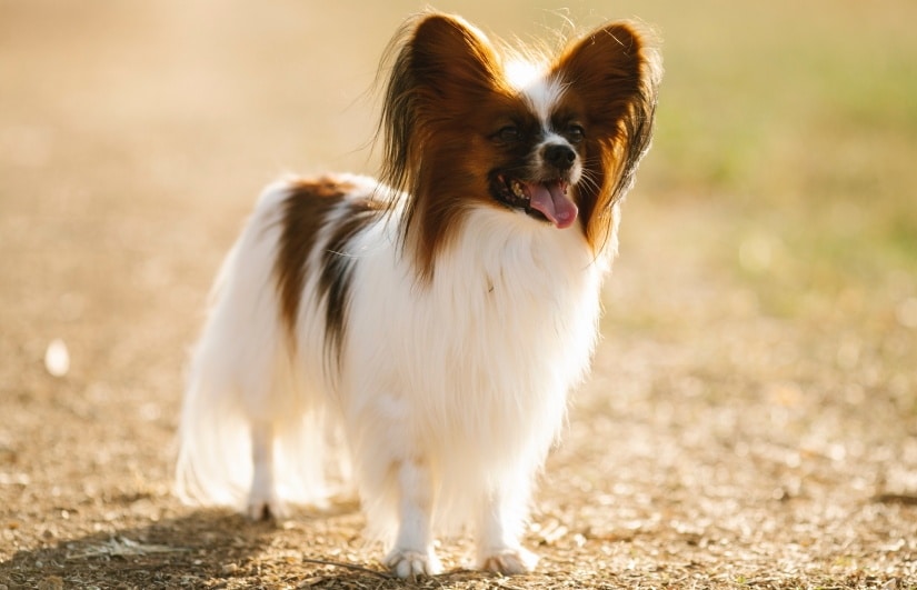 Papillion enjoying sunlight