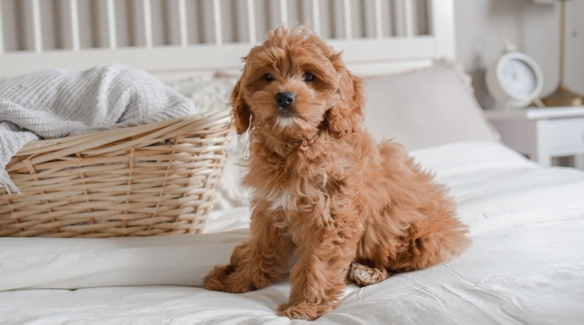 Dog on a bed