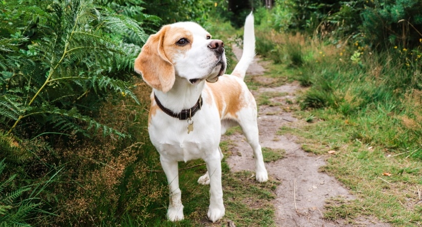 Beagle in a forest