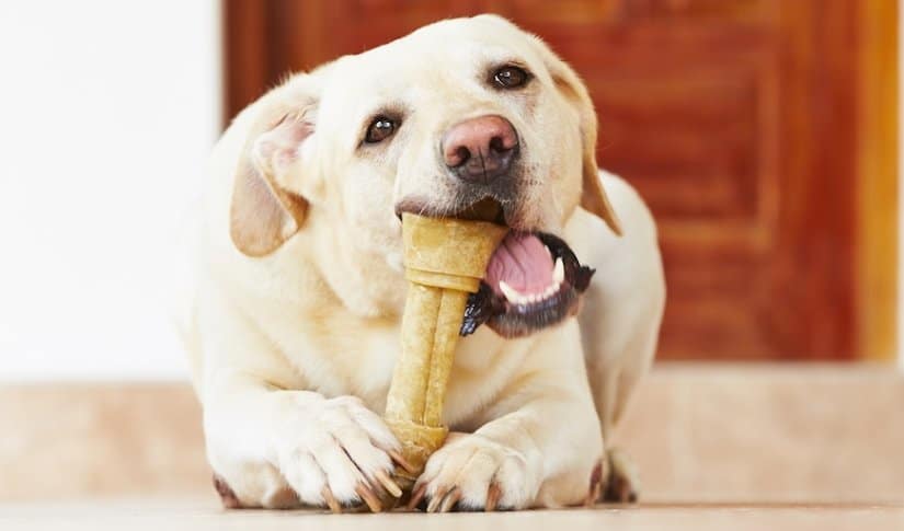 Labrador retriever with bone