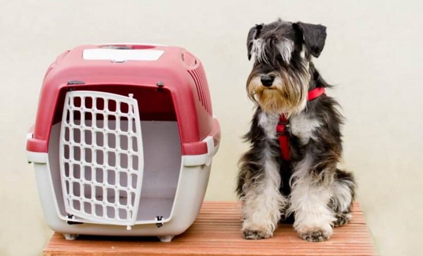 Dog with crate