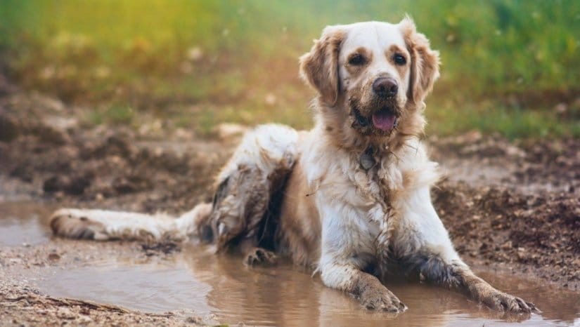 Golden Retriever dog down in a mud puddle