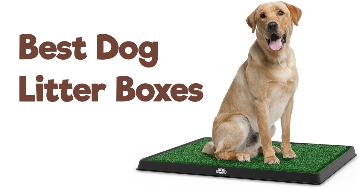 Why Cant Dogs Use Litter Boxes