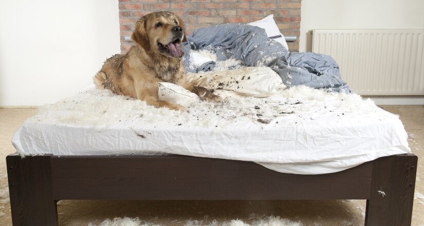 Dirty Dog in Bed