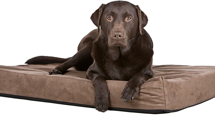 Dog on Memory Foam Bed