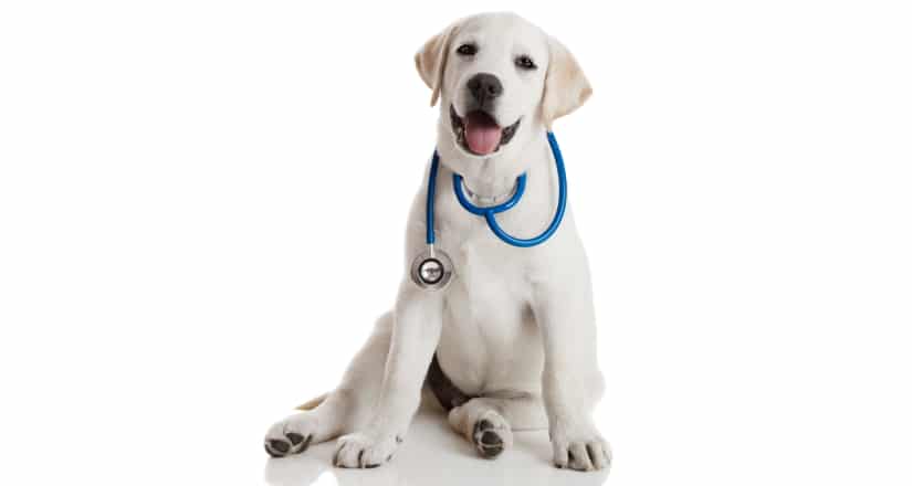 Pup wearing stethoscope