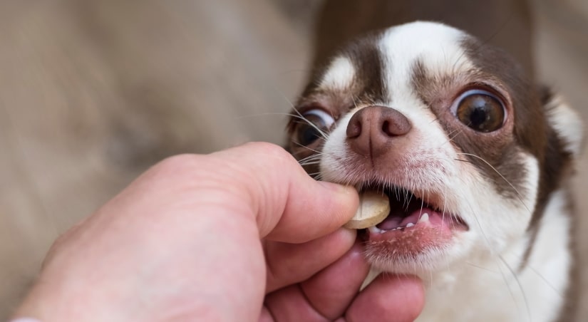 Puppy taking his pill