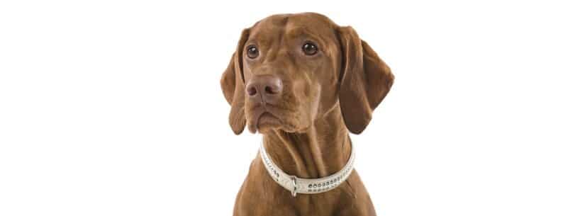 Dog in collar