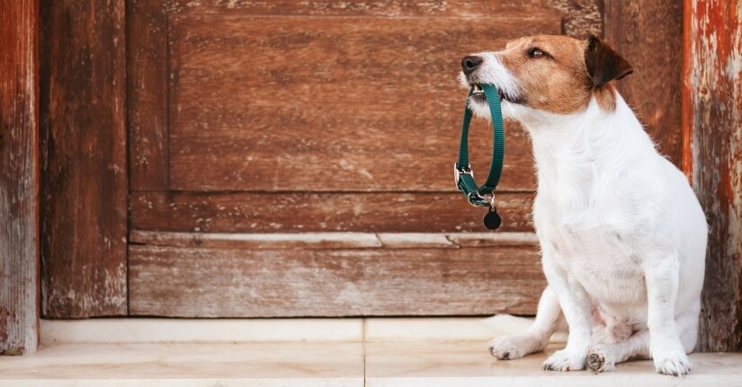 Dog in collar sit about door