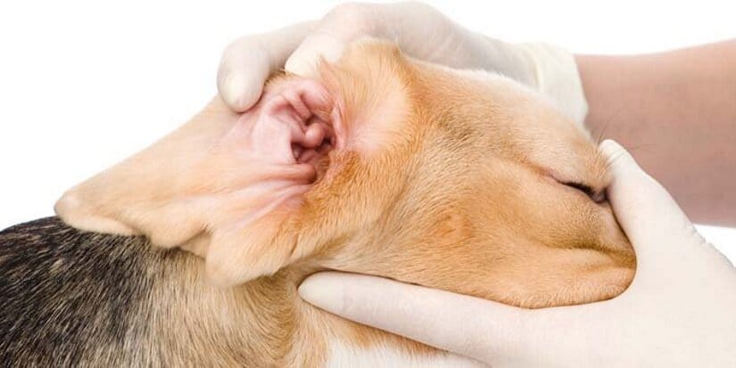 Checking dog ears