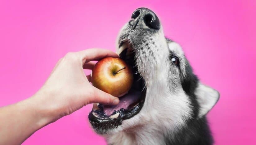 Dog eats apple