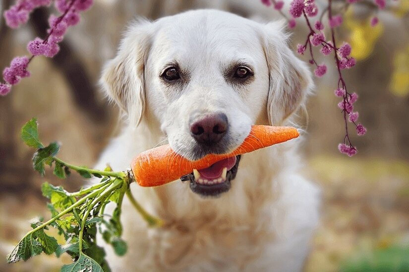 Dog eats carrot