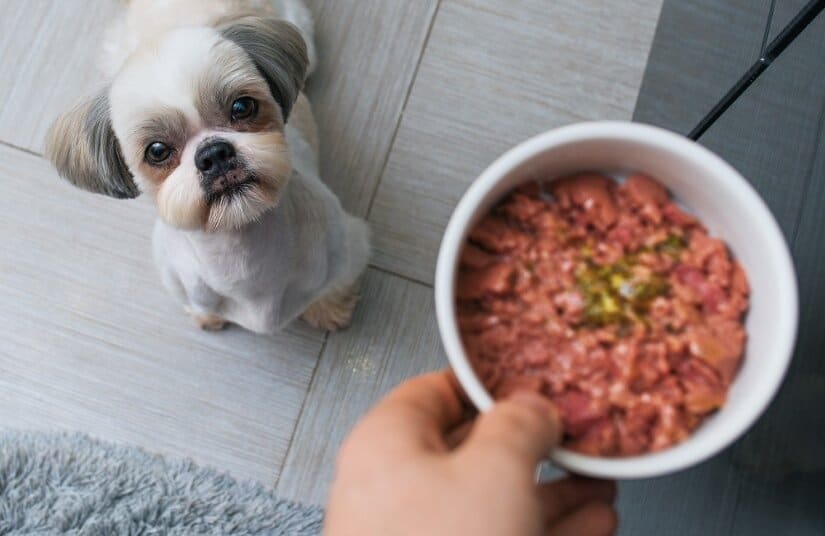 Dog eats meat