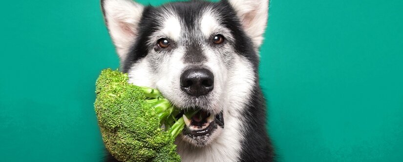 Dog eats broccoli