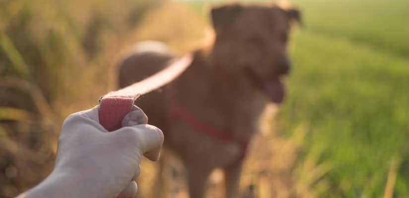 Dogs On Leash