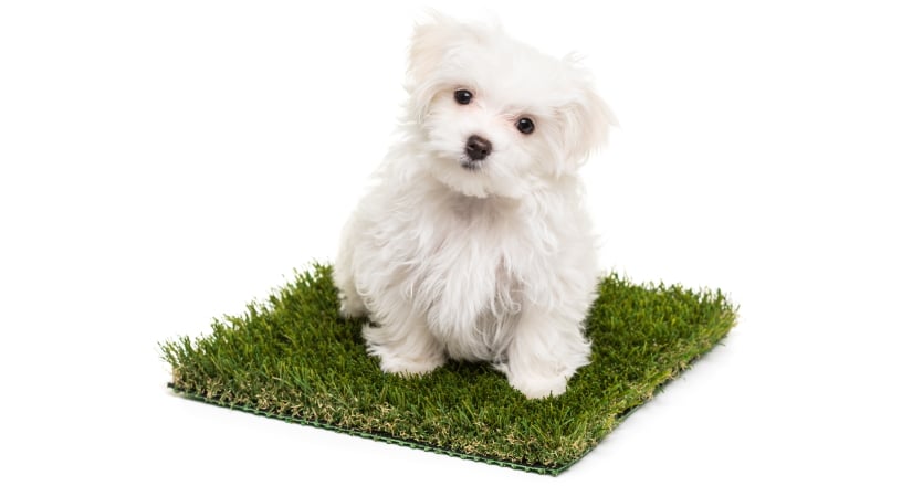Maltese Puppy Dog Sitting on Grass